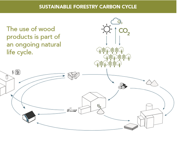 ciclul de carbon sustenabil in procesarea lemnului